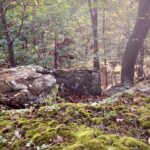 moss, big rocks and trees of the forest